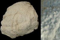 Hydrozoaire sp